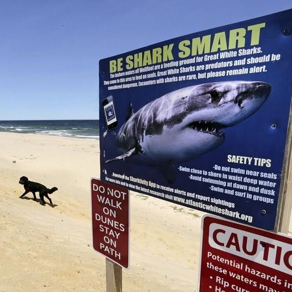 Recent shark attacks are worrying beach-goers, yet experts say they're very rare
